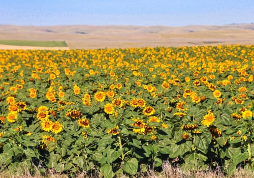 South Central North Dakota - General - Associateship — South Central North Dakota, ND