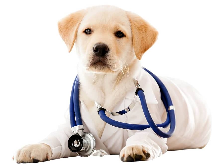 DVMmatch vs. Traditional Hospital Brokers: Key Differences You Should Know When Selling Your Veterinary Hospital